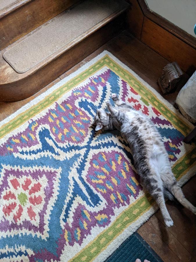 Bed and Breakfast The One Cat Браттлборо Екстер'єр фото